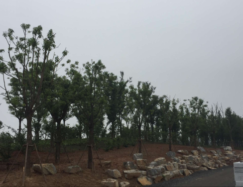 大象湖湿地公园景观建设已完成乔灌木莳植_拉斯维加斯3133cc